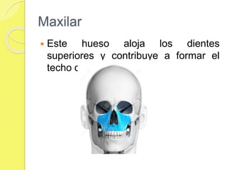 Maxilar
 Este hueso aloja los dientes
superiores y contribuye a formar el
techo de la boca.
 