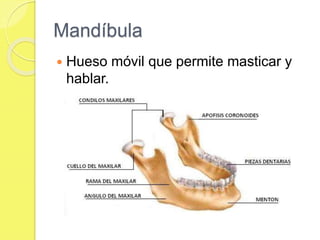 Mandíbula
 Hueso móvil que permite masticar y
hablar.
 