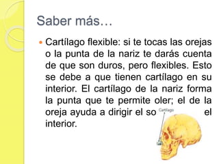 Saber más…
 Cartílago flexible: si te tocas las orejas
o la punta de la nariz te darás cuenta
de que son duros, pero flexibles. Esto
se debe a que tienen cartílago en su
interior. El cartílago de la nariz forma
la punta que te permite oler; el de la
oreja ayuda a dirigir el sonido hacia el
interior.
 
