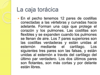 La caja torácica
 En el pecho tenemos 12 pares de costillas
conectadas a las vértebras y curvadas hacia
adelante. Forman una caja que protege el
corazón y los pulmones. Las costillas son
flexibles y se expanden cuando los pulmones
se llenan de aire. Los 7 pares superiores son
las costillas verdaderas y están unidas al
esternón mediante el cartílago. Los
siguientes tres pares son las falsas, y están
unidas al esternón a través del cartílago del
último par verdadero. Los dos últimos pares
son flotantes, son más cortas y por delante
están libres.
 