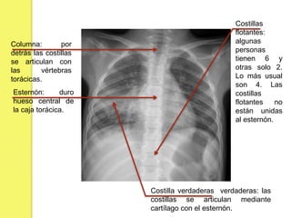 Columna: por
detrás las costillas
se articulan con
las vértebras
torácicas.
Esternón: duro
hueso central de
la caja torácica.
Costillas
flotantes:
algunas
personas
tienen 6 y
otras solo 2.
Lo más usual
son 4. Las
costillas
flotantes no
están unidas
al esternón.
Costilla verdaderas verdaderas: las
costillas se articulan mediante
cartílago con el esternón.
 