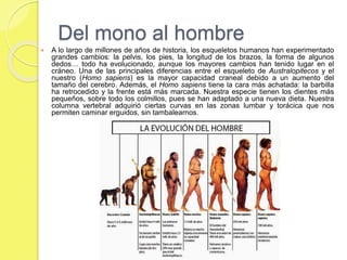 Del mono al hombre
 A lo largo de millones de años de historia, los esqueletos humanos han experimentado
grandes cambios: la pelvis, los pies, la longitud de los brazos, la forma de algunos
dedos… todo ha evolucionado, aunque los mayores cambios han tenido lugar en el
cráneo. Una de las principales diferencias entre el esqueleto de Australopitecos y el
nuestro (Homo sapiens) es la mayor capacidad craneal debido a un aumento del
tamaño del cerebro. Además, el Homo sapiens tiene la cara más achatada: la barbilla
ha retrocedido y la frente está más marcada. Nuestra especie tienen los dientes más
pequeños, sobre todo los colmillos, pues se han adaptado a una nueva dieta. Nuestra
columna vertebral adquirió ciertas curvas en las zonas lumbar y torácica que nos
permiten caminar erguidos, sin tambalearnos.
 