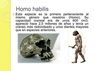 Homo habilis
 Esta especie es la primera perteneciente al
mismo género que nosotros (Homo). Su
capacidad craneal era de unos 600 cm3.
apareció hace 2,5 millones de años y tenía un
cráneo más redondeado y unos dientes mayores
que en especies anteriores.
 