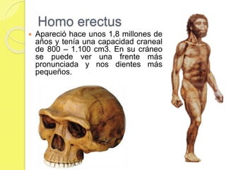 Homo erectus
 Apareció hace unos 1,8 millones de
años y tenía una capacidad craneal
de 800 – 1.100 cm3. En su cráneo
se puede ver una frente más
pronunciada y nos dientes más
pequeños.
 
