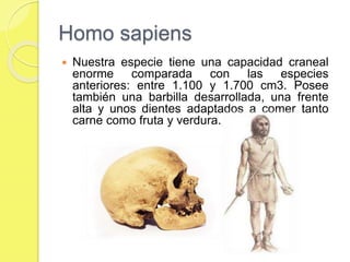 Homo sapiens
 Nuestra especie tiene una capacidad craneal
enorme comparada con las especies
anteriores: entre 1.100 y 1.700 cm3. Posee
también una barbilla desarrollada, una frente
alta y unos dientes adaptados a comer tanto
carne como fruta y verdura.
 