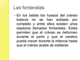Las fontanelas
 En los bebés los huesos del cráneo
todavía no se han soldado por
completo y entre ellos existen unos
espacios llamados fontanelas. Estás
permiten que el cráneo se deformen
durante el parto y que el cerebro
pueda crecer durante la infancia hasta
que el cráneo acabe de soldarse.
 