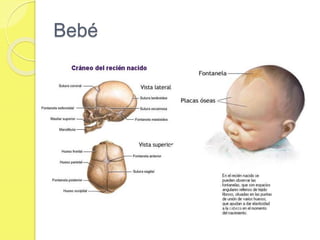 Bebé
 