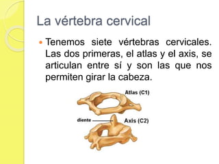 La vértebra cervical
 Tenemos siete vértebras cervicales.
Las dos primeras, el atlas y el axis, se
articulan entre sí y son las que nos
permiten girar la cabeza.
 
