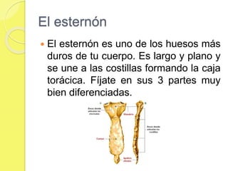 El esternón
 El esternón es uno de los huesos más
duros de tu cuerpo. Es largo y plano y
se une a las costillas formando la caja
torácica. Fíjate en sus 3 partes muy
bien diferenciadas.
 