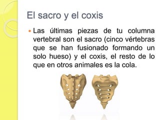 El sacro y el coxis
 Las últimas piezas de tu columna
vertebral son el sacro (cinco vértebras
que se han fusionado formando un
solo hueso) y el coxis, el resto de lo
que en otros animales es la cola.
 