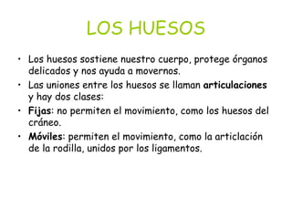 LOS HUESOS Los huesos sostiene nuestro cuerpo, protege órganos delicados y nos ayuda a movernos.  Las uniones entre los huesos se llaman  articulaciones  y hay dos clases:  Fijas : no permiten el movimiento, como los huesos del cráneo.  Móviles : permiten el movimiento, como la articlación de la rodilla, unidos por los ligamentos.  