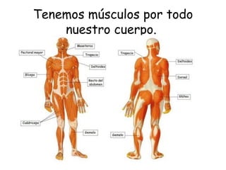Tenemos músculos por todo nuestro cuerpo.    