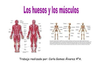 Trabajo realizado por: Carla Gomes Álvarez 4ºA.  Los huesos y los músculos 