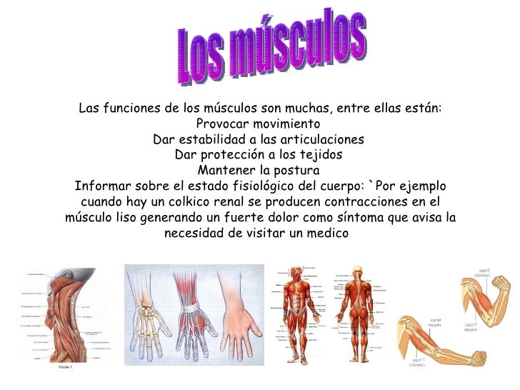 Los huesos y los músculos