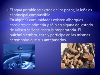    El agua potable se extrae de los pozos, la leña es
    el principal combustible.
    En algunas comunidades existen albergues
    escolares de primaria y sólo en alguna del estado
    de Jalisco se llega hasta la preparatoria. El
    huichol siembra, caza y participa en las mismas
    ceremonias que sus antepasados.
 