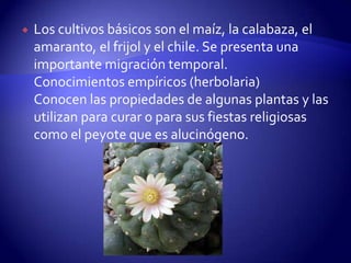    Los cultivos básicos son el maíz, la calabaza, el
    amaranto, el frijol y el chile. Se presenta una
    importante migración temporal.
    Conocimientos empíricos (herbolaria)
    Conocen las propiedades de algunas plantas y las
    utilizan para curar o para sus fiestas religiosas
    como el peyote que es alucinógeno.
 