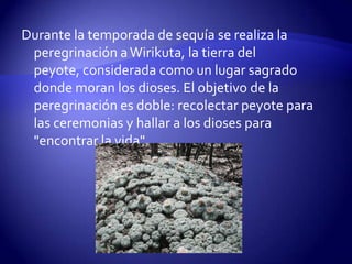 Durante la temporada de sequía se realiza la
 peregrinación a Wirikuta, la tierra del
 peyote, considerada como un lugar sagrado
 donde moran los dioses. El objetivo de la
 peregrinación es doble: recolectar peyote para
 las ceremonias y hallar a los dioses para
 "encontrar la vida".
 