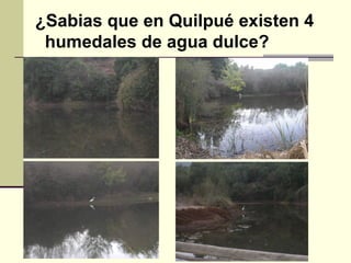 ¿Sabias que en Quilpué existen 4  humedales de agua dulce? 