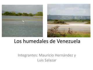 Los humedales de Venezuela

 Integrantes: Mauricio Hernández y
            Luis Salazar
 