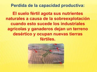 Perdida de la capacidad productiva:
El suelo fértil agota sus nutrientes
naturales a causa de la sobreexplotación
cuando esto sucede los industriales
agrícolas y ganaderos dejan un terreno
desértico y ocupan nuevas tierras
fértiles.