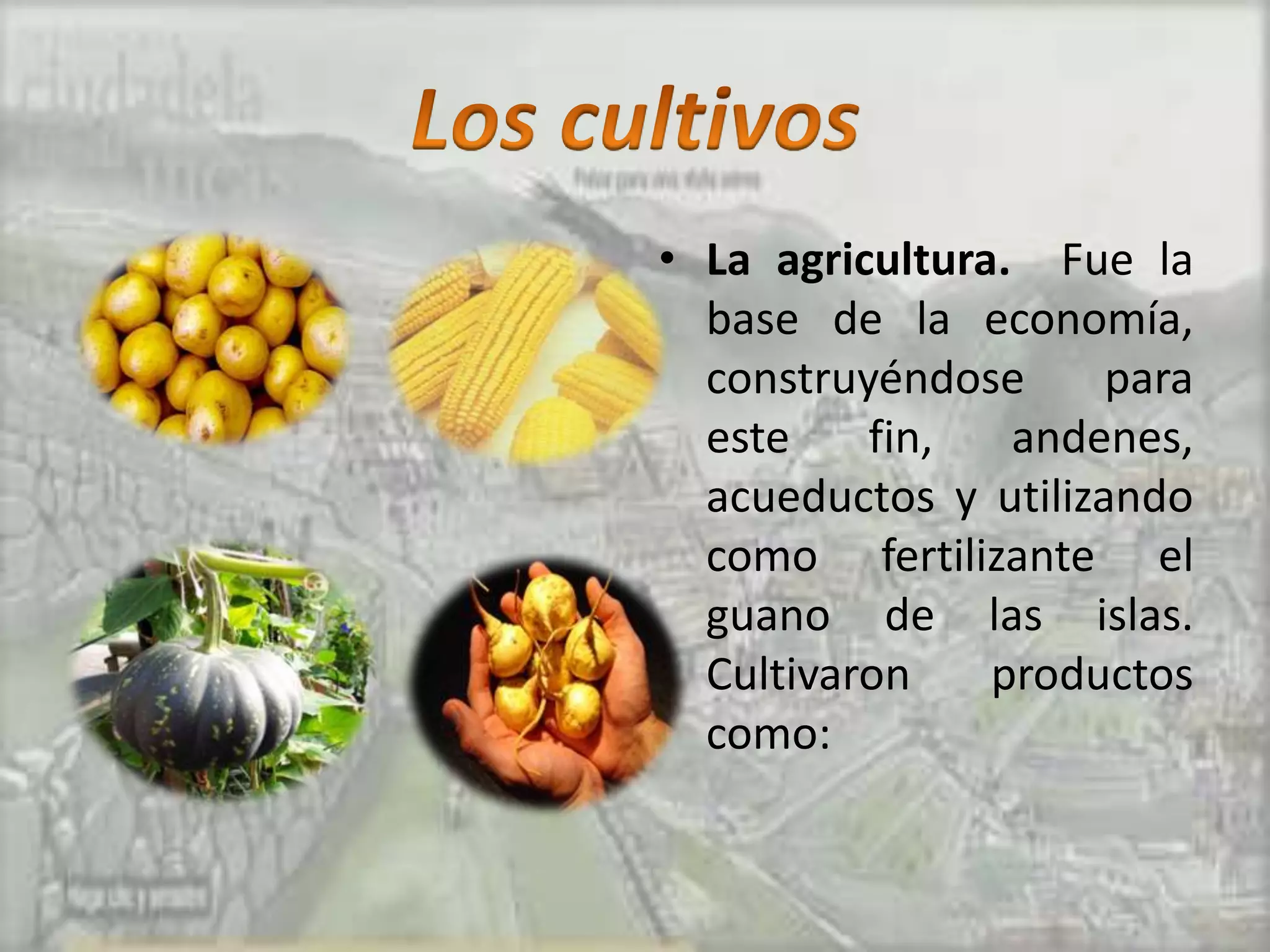• La agricultura. Fue la
  base de la economía,
  construyéndose      para
  este    fin,   andenes,
  acueductos y utilizando
  como fertilizante el
  guano de las islas.
  Cultivaron    productos
  como:
 