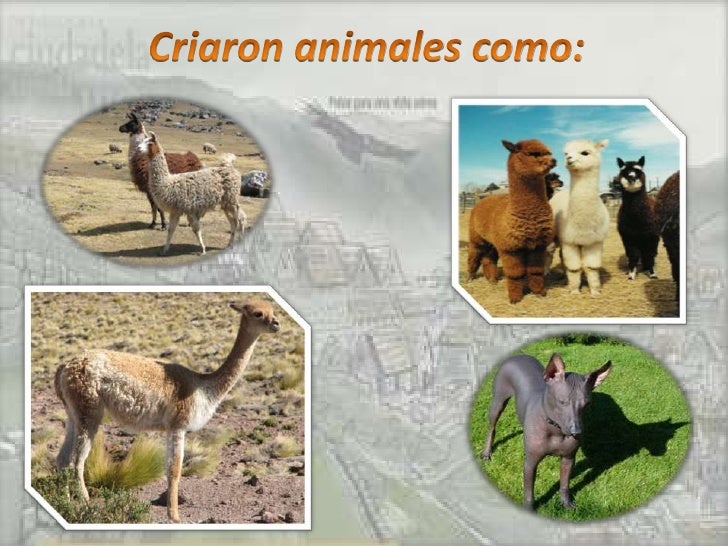 Los incas