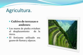 Agricultura.
  Cultivo de terrazas o
          andenes:
 Los muros de piedra evitaban
  el desplazamiento      de la
  tierra.
 El fertizante utilizado era
  guano de llamas y alpacas.
 