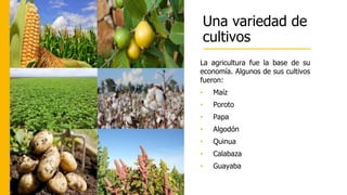 Una variedad de
cultivos
La agricultura fue la base de su
economía. Algunos de sus cultivos
fueron:
• Maíz
• Poroto
• Papa
• Algodón
• Quinua
• Calabaza
• Guayaba
 