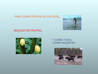 PARA COMER PESCAN EN LOS RÍOS,
RECOLECTAN FRUTOS,
Y SOBRE TODO,
COMEN BISONTES