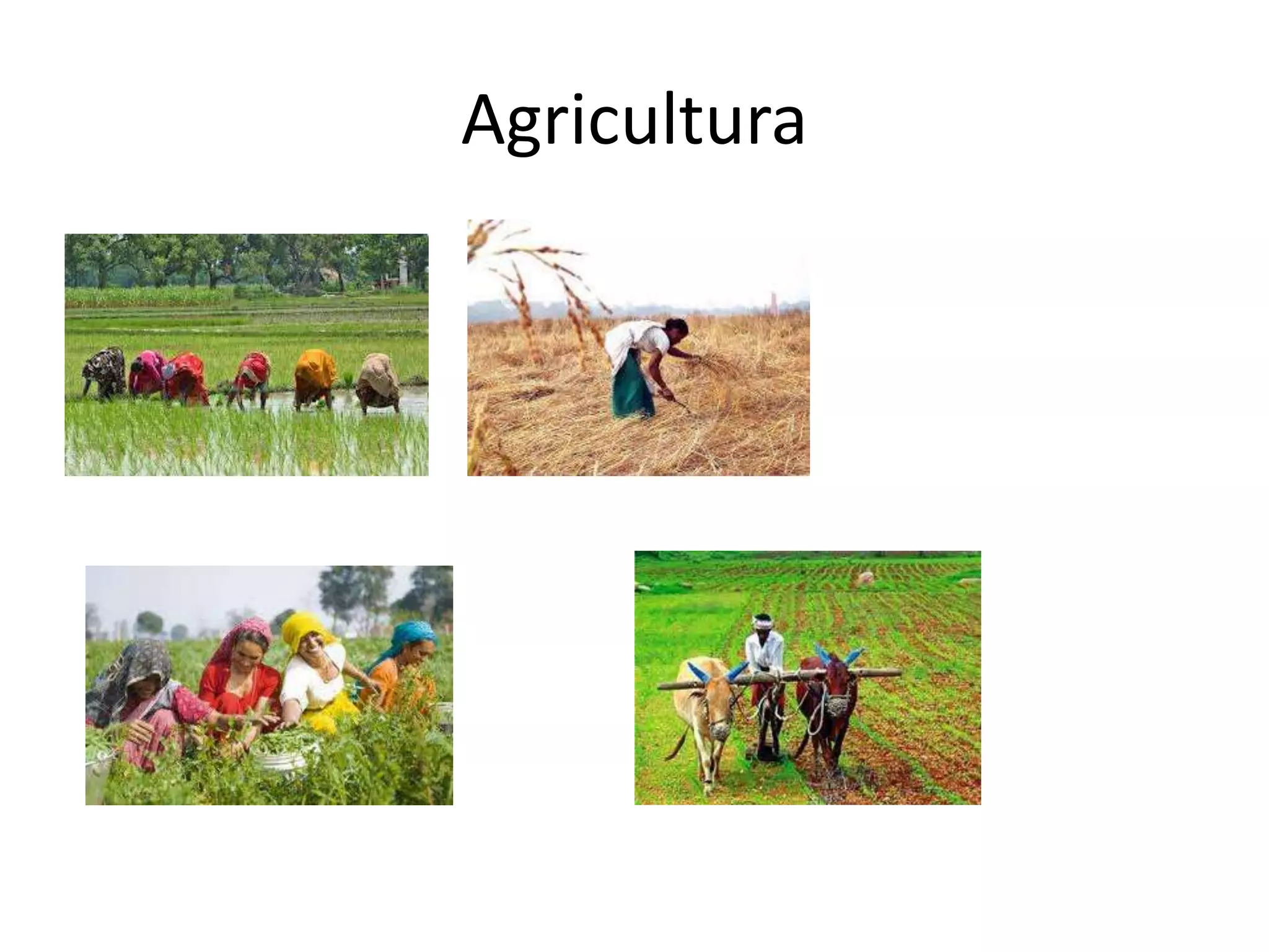 Agricultura