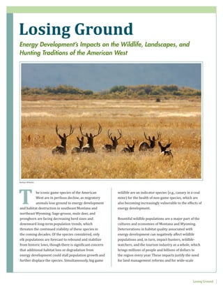 wildlife are an indicator species (e.g., canary in a coal
mine) for the health of non-game species, which are
also becoming increasingly vulnerable to the effects of
energy development.
Bountiful wildlife populations are a major part of the
cultures and economies of Montana and Wyoming.
Deteriorations in habitat quality associated with
energy development can negatively affect wildlife
populations and, in turn, impact hunters, wildlife-
watchers, and the tourism industry as a whole, which
brings millions of people and billions of dollars to
the region every year. These impacts justify the need
for land management reforms and for wide-scale
he iconic game species of the American
West are in perilous decline, as migratory
animals lose ground to energy development
and habitat destruction in southeast Montana and
northeast Wyoming. Sage-grouse, mule deer, and
pronghorn are facing decreasing herd sizes and
downward long-term population trends, which
threaten the continued viability of these species in
the coming decades. Of the species considered, only
elk populations are forecast to rebound and stabilize
from historic lows, though there is significant concern
that additional habitat loss or degradation from
energy development could stall population growth and
further displace the species. Simultaneously, big game
Losing Ground
T
Losing Ground
Barbara Wheeler
Energy Development’s Impacts on the Wildlife, Landscapes, and
Hunting Traditions of the American West
 