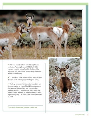 • Only one mule deer herd unit of the eight units
evaluated, Wyoming herd unit 751 (Black Hills),
received a healthy rating. Notably, the Black Hills
unit is the only one without any energy development
within its boundaries.
• 12 pronghorn herds were examined in this analysis,
11 were rated, and only 3 received a good rating.2
• The long-term trend for harvest of pronghorn has
been decreasing for eight of the 12 herds examined.
For example, Montana herd unit 704 recorded a
total harvest of 222 pronghorn in 2012. This is the
lowest harvest reported for the herd unit in 24 years,
representing only 12% of the 1,800 animals harvested
in 1994.
Carolyn Malone
Losing Ground 3
2 One herd in Montana wasn’t rated due to lack of data.
 