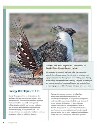 Losing Ground8
Typical development of an area for oil and gas
exploration and production consists of the
construction of drill pads, roads, pipelines, compressor
stations, and wastewater ponds. In densely developed
areas, with one drill pad per 10 acres, the pads
and infrastructure can destroy up to 175 acres of
habitat, the equivalent of 133 football fields. In this
development scenario, habitat loss is both direct and
indirect. Direct loss includes the loss of land and forage
due to the actual construction of the oil or gas field
Energy Development 101
Energy development can be devastating to the
landscape. Surface vegetation and soils are often
removed. Water sources can be altered or depleted.
Transmission lines and roads can fragment
habitat, displace wildlife, and increase predation
and accidental wildlife deaths. Additionally, the
infrastructure (e.g., roads, pipelines, etc.) and
increased human presence on the landscape can have
devastating effects on wildlife in the area.
Ken Miracle
Habitat: The Most Important Component of
Greater Sage-Grouse Conservation
Vast expanses of sagebrush are home to lek sites, or strutting
grounds, for male sage-grouse. Here, in order to attract partners,
sage-grouse commence their signature head-bobbing, neck-shaking,
feather-fluffing dance that leads to breeding. Long-term monitoring of
leks provides a wealth of invaluable historical and biological data
as male sage-grouse tend to return year after year to the same area.
 