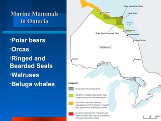 Marine Mammals
  in Ontario

•Polarbears
•Orcas
•Ringed and
Bearded Seals
•Walruses
•Beluga whales
 