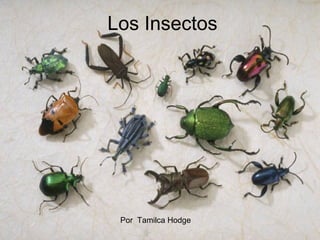 Los Insectos Por  Tamilca Hodge 