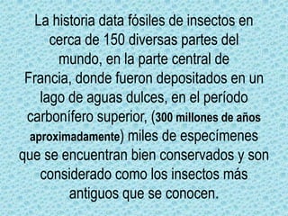 La historia data fósiles de insectos en cerca de 150 diversas partes del mundo, en la parte central de Francia, donde fueron depositados en un lago de aguas dulces, en el período carbonífero superior, (300 millones de años aproximadamente) miles de especímenes que se encuentran bien conservados y son considerado como los insectos más antiguos que se conocen.