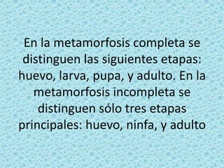 En la metamorfosis completa se distinguen las siguientes etapas: huevo, larva, pupa, y adulto. En la metamorfosis incompleta se distinguen sólo tres etapas principales: huevo, ninfa, y adulto