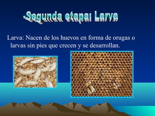 Larva: Nacen de los huevos en forma de orugas o
larvas sin pies que crecen y se desarrollan.
 