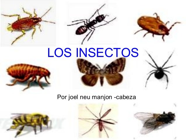 los insectos