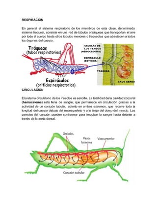 RESPIRACION
En general el sistema respiratorio de los miembros de esta clase, denominado
sistema traqueal, consiste en una red de túbulos o tráqueas que transportan el aire
por todo el cuerpo hasta otros túbulos menores o traqueolas que abastecen a todos
los órganos del cuerpo.
CIRCULACION
El sistema circulatorio de los insectos es sencillo. La totalidad de la cavidad corporal
(hemoceloma) está llena de sangre, que permanece en circulación gracias a la
actividad de un corazón tubular, abierto en ambos extremos, que recorre toda la
longitud del cuerpo debajo del exoesqueleto y a lo largo del dorso del insecto. Las
paredes del corazón pueden contraerse para impulsar la sangre hacia delante a
través de la aorta dorsal.
 