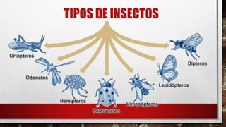 Los insectos | PDF