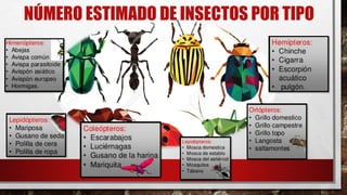 4 Insectos Los insectos | PDF