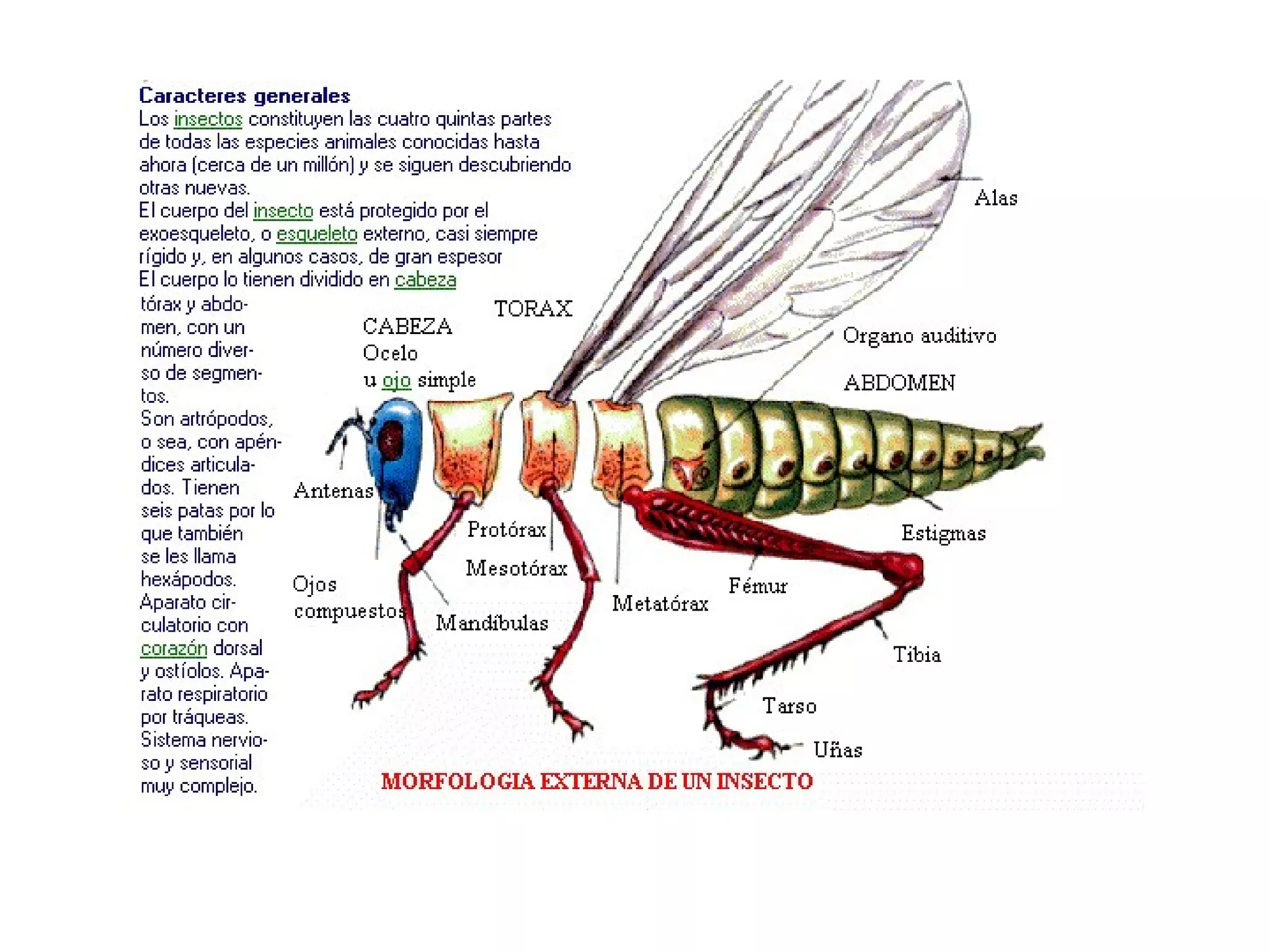 Filoo Insect Filo artrópodos-clase insectos | PPT