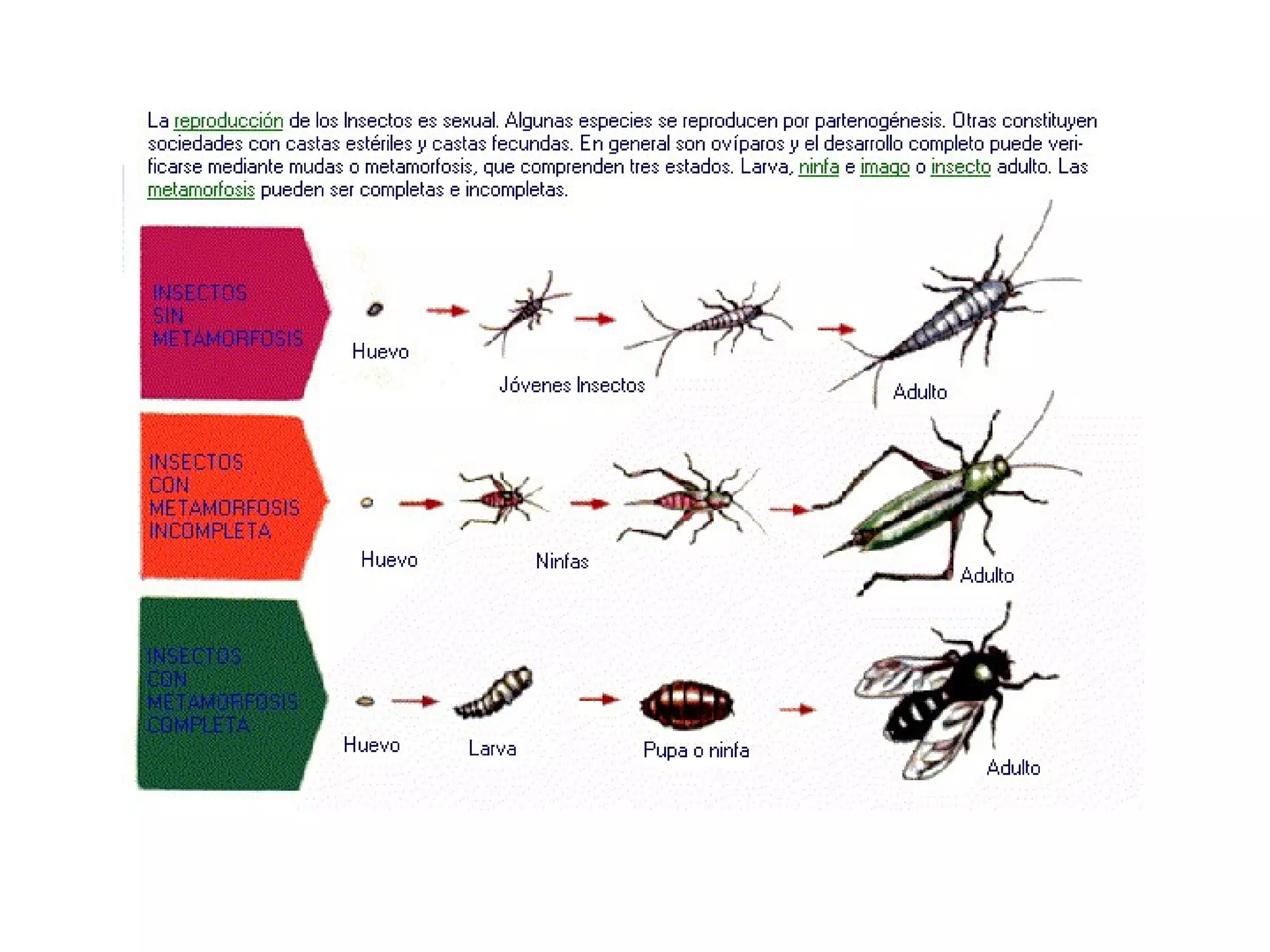 Filoo Insect Filo artrópodos-clase insectos | PPT
