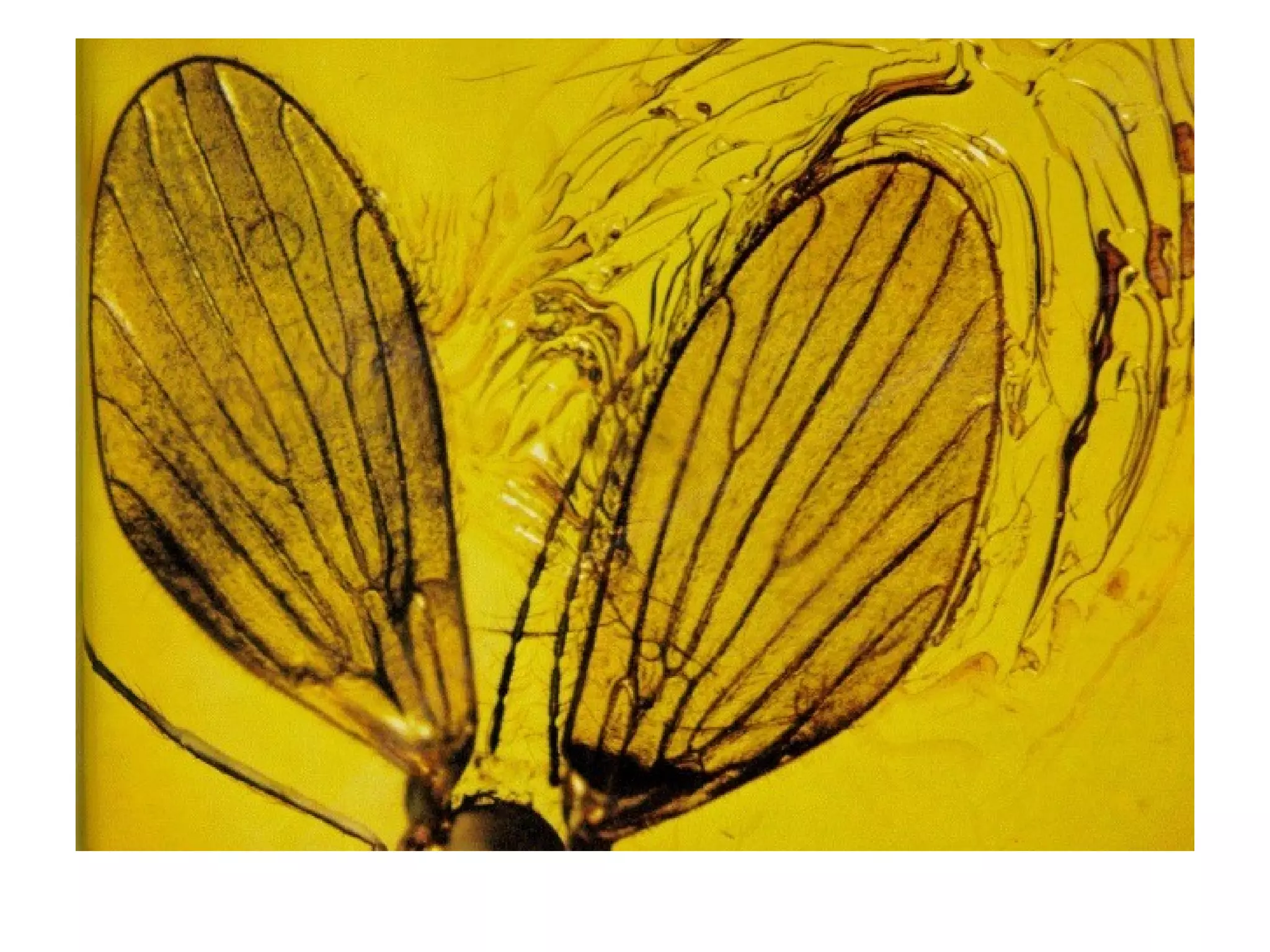 Filoo Insect Filo artrópodos-clase insectos | PPT