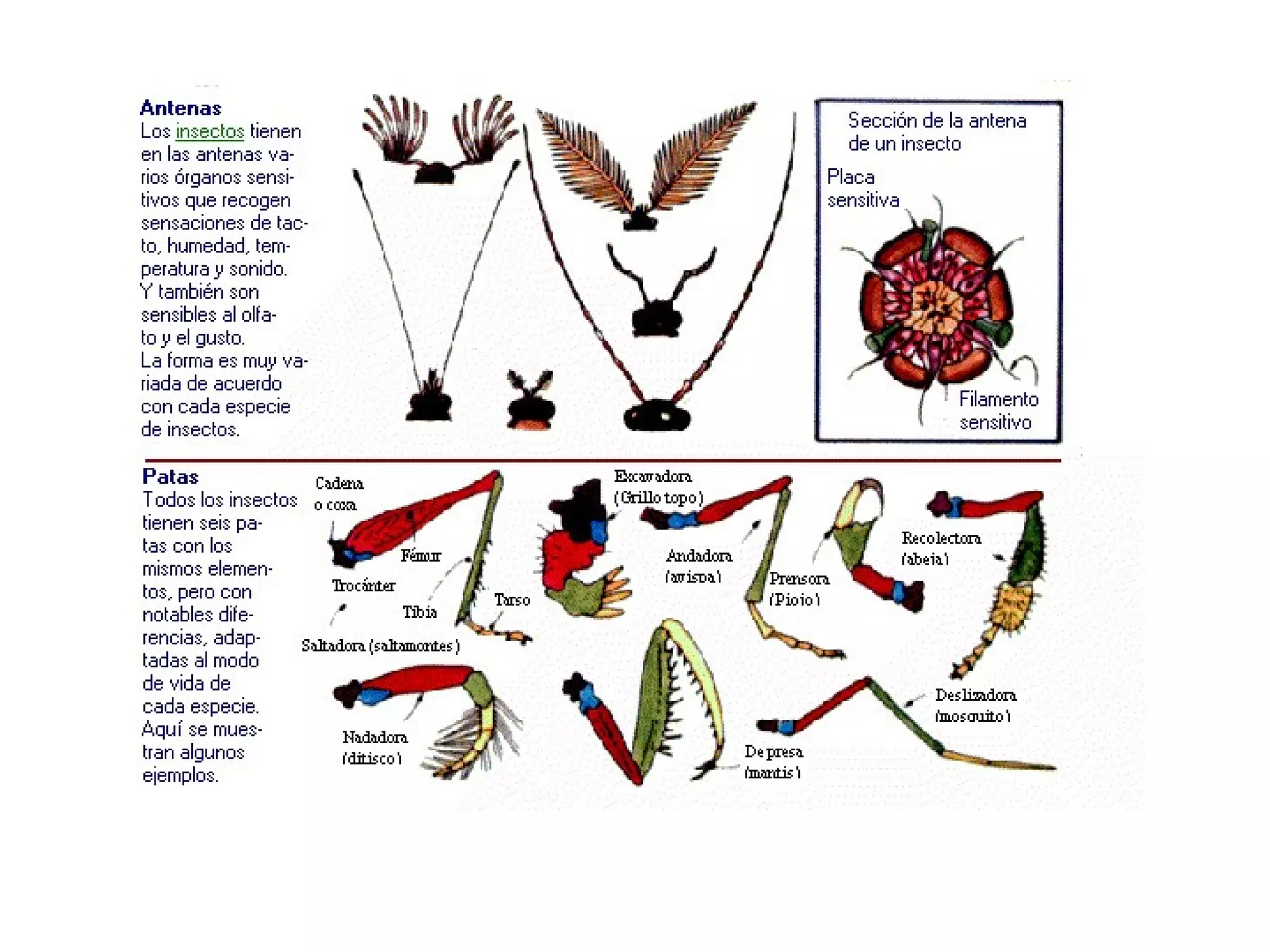 Filoo Insect Filo artrópodos-clase insectos | PPT