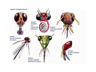 Filoo Insect Filo artrópodos-clase insectos | PPT