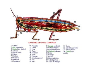 Filoo Insect Filo artrópodos-clase insectos | PPT