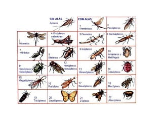 Filoo Insect Filo artrópodos-clase insectos | PPT