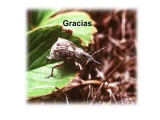 Filoo Insect Filo artrópodos-clase insectos | PPT